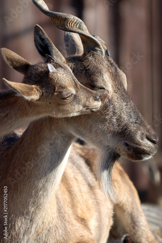 Photography portrait of a female mountain goat and a cute kid, showing the little one's tender attachment to its mother