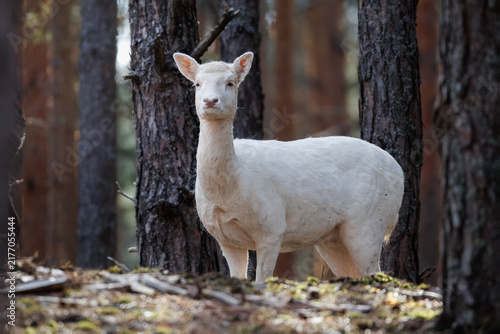Obraz na plátně An adult white fallow deer (Dama dama) standing on a forest floor against pine trees and looking toward the camera lens on a sunny autumn day