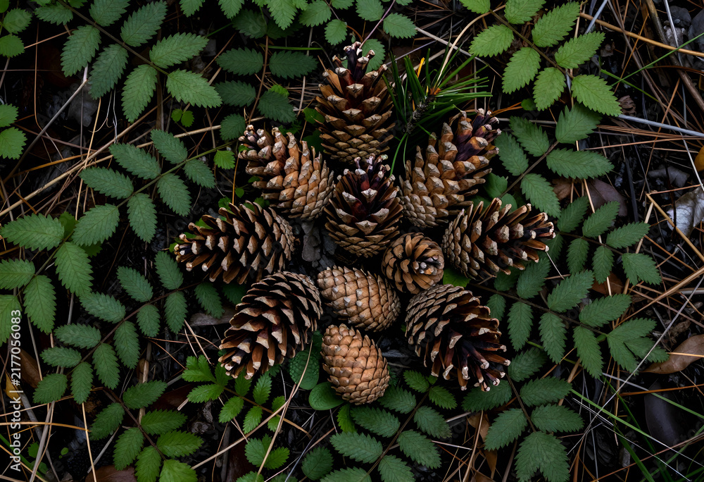 Obraz premium Sustainability and nature conservation, pine cones arranged in a circle on forest floor with green leaves and pine needles for environmental background