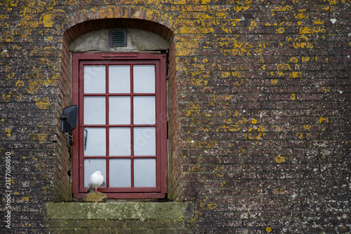 White Dove Sitting on Old Wooden Window Sill of Mossy Brick Wall