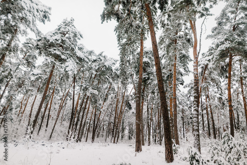 Snowy pine forest in winter, trees covered with snow.