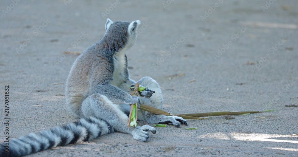 Obraz premium Ring-Tailed Lemur Sitting on Ground Eating Green Stalks