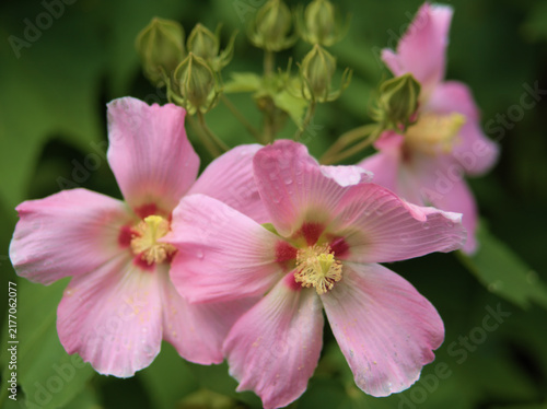 Plakat 蒸し暑い8月に美しく咲いたピンク色のフヨウの花
