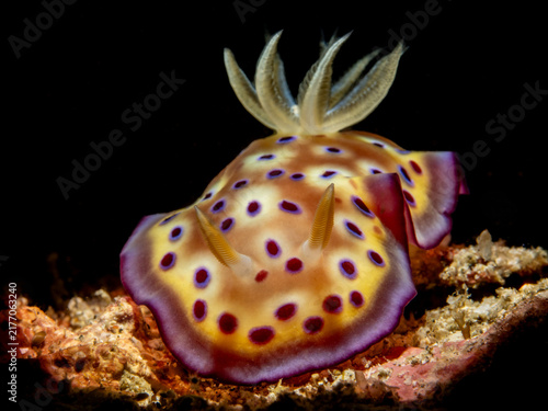 Bild auf Leinwand Nudibranch (Goniobranchus kuniei)