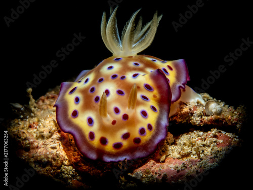 Bild auf Leinwand Nudibranch (Goniobranchus kuniei)