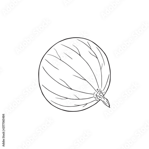 Vector illustration of black line hand drawn gooseberry isolated on white background