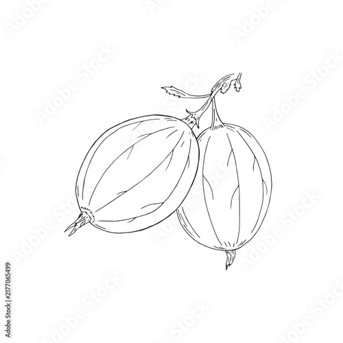 Vector illustrarion of black line hand drawn gooseberry branch with berries isolated on white background