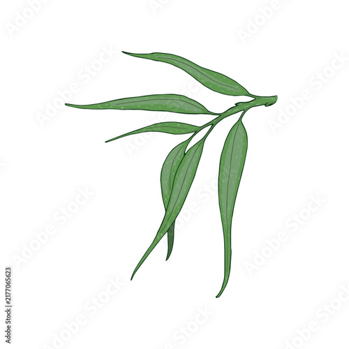 Vector illustration of hand drawn sea buckthorn leaves isolated on white background