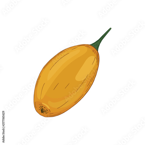 Vector illustration of hand drawn sea buckthorn berry isolated on white background