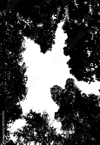 Low angle black silhouette of dense forest tree branches against a transparent background creating a natural frame with copy space for environmental and outdoor graphic designs