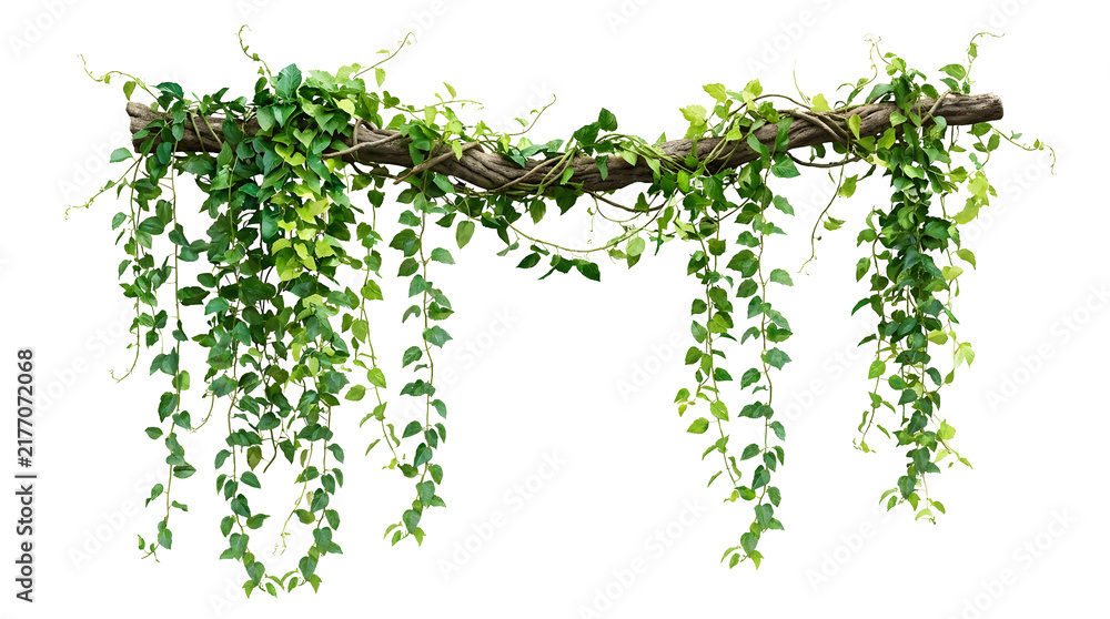 Fototapeta premium Green ivy vine plant hangs on wooden branch decoration.