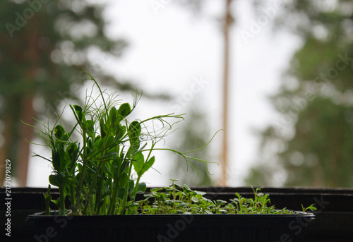 Young green pea shoots growing in a tray on a windowsill with blurred background