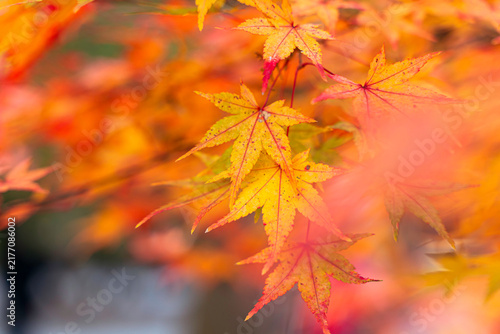 Closeup scenery of the vibrant orange color of Japanese maple tree branch in autumn season and blurred background.