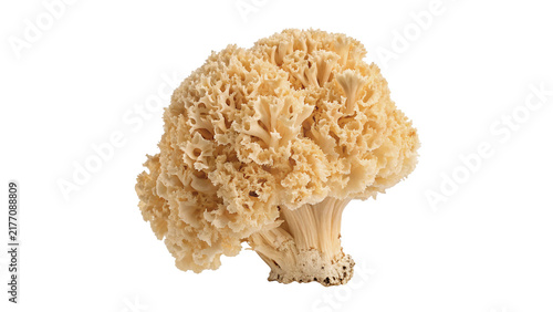 Fresh raw coral mushroom clavaria wild fungi isolated on transparent background for gourmet restaurant forest recipes.