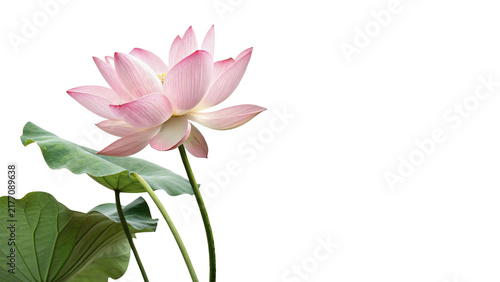 Картината върху платно Beautiful blooming pink lotus flower with green leaves isolated on transparent background for oriental wellness spa relaxation designs