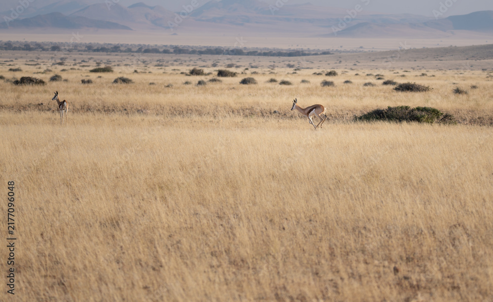 Fototapeta premium Springbok in Damaraland, Namibia, Africa