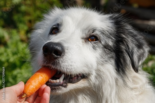 Playful dog with black and white fur eagerly accepting a carrot from a hand, surrounded by lush greenery, showcasing a joyful interaction between pet and owner