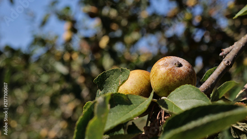 Canvas Print Two russet apples ripening on branch against clear blue sky in sunny autumn orch