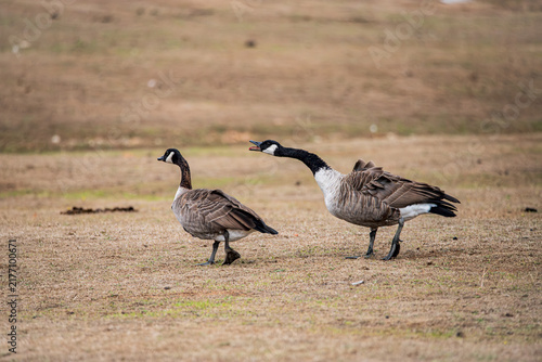 Quadro su tela Pair of Canada Geese Walking with One Calling and Stretching Neck