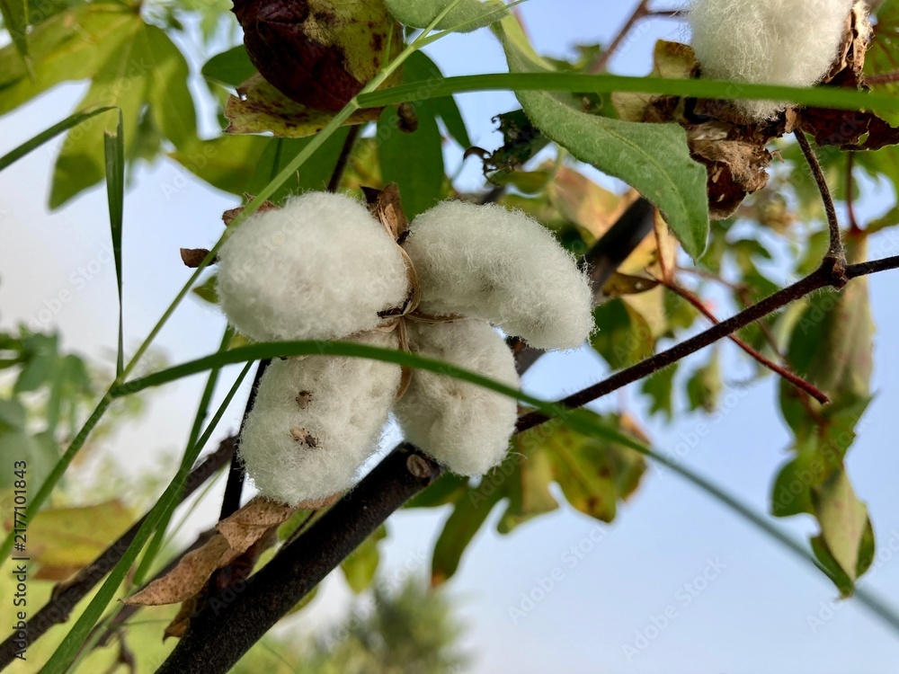 Obraz premium Cotton tree Cotton Plant Photos. Gossypium barbadense is one of several species of cotton. It is in the mallow family