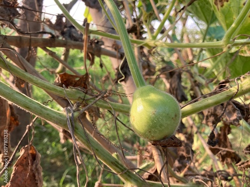 Foto Fresh Round gourd vegetable Fresh small green gourds growing on a vine