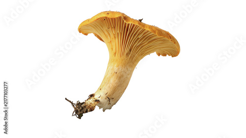 Cuadro en lienzo Wild golden chanterelle mushroom fresh forest fungi isolated on transparent background for gourmet restaurant culinary recipes