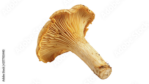 Foto Single orange chanterelle mushroom raw wild fungi isolated on transparent background for gourmet forest mushroom recipes