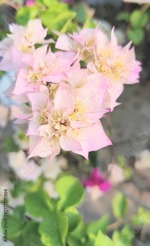 Bougainvillea,bugenvil,paper flower,bunga kertas,Its beauty comes from its brightly colored flower sheaths and attract attention because they grow densely