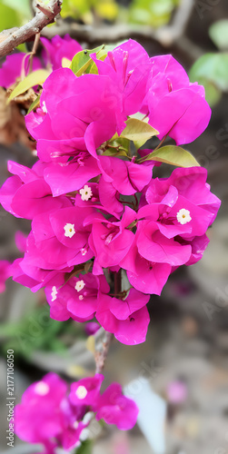 Bougainvillea,bugenvil,paper flower,bunga kertas,Its beauty comes from its brightly colored flower sheaths and attract attention because they grow densely