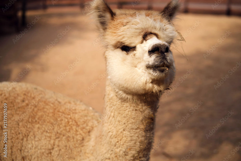 Fototapeta premium Alpaca standing in a farm enclosure. Cute fluffy animal with soft fleece fur. Wildlife portrait of a domesticated camelid mammal seen in a zoo or pasture. Nature and animal care concept.