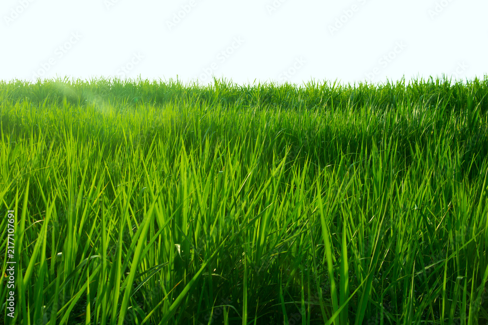 Obraz premium Green meadows have bright natural light.