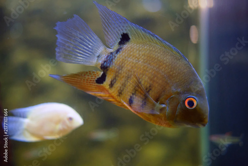 Konstfotografi Severum cichlid swimming in an aquarium