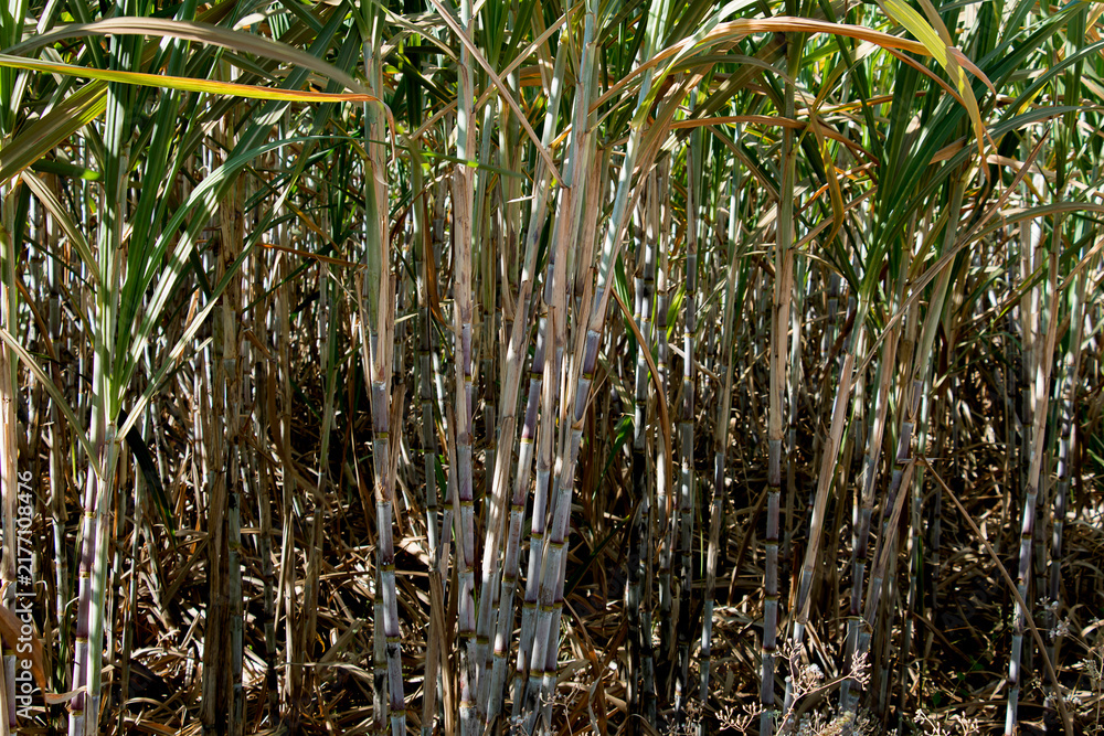 Obraz premium Agriculture sugarcane field farm with blue sky background. Sugar cane plant tree in countryside for food industry or renewable bioenergy power.