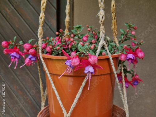 Quadro su tela Fuchsie im Blumentopf