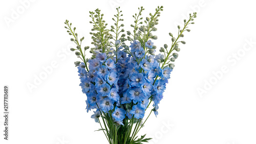 Fotografie Beautiful bouquet of blue delphinium flowers wild blossoms isolated on transparent background for summer garden floristry decorations