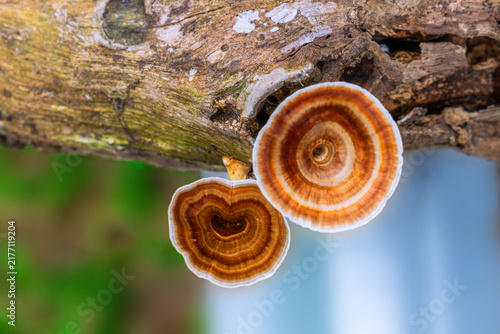Wild mushrooms with colorful hues and unusual patterns growing on old, decaying branches.