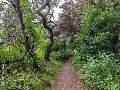 Foto Winding forest footpath through green woodland with curved tree