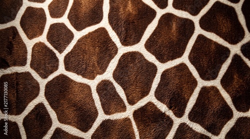 Giraffe fur skin texture pattern