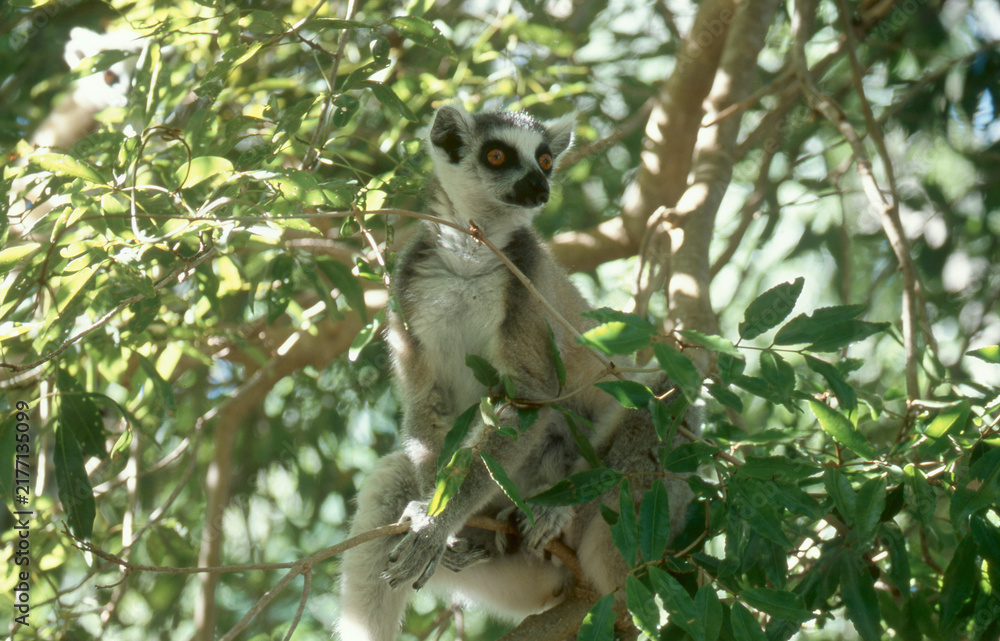 Fototapeta premium lemur cattta sitting in the bush 202 