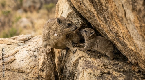 Mother hyrax guides her young through rocky terrain in the African wilderness