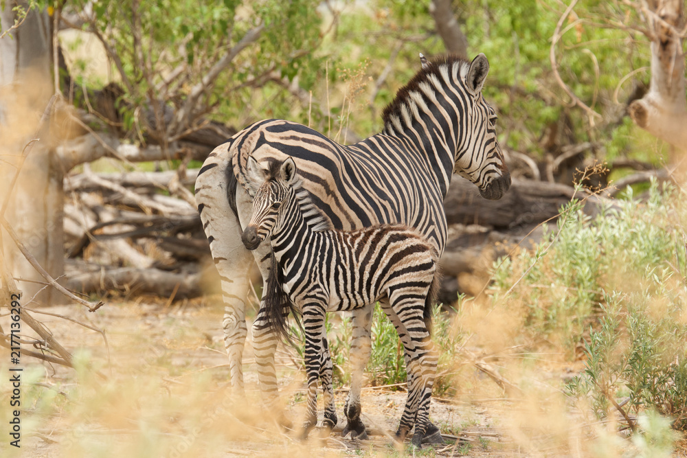 Naklejka premium young zebra, equus zebra, close to her mother 436 