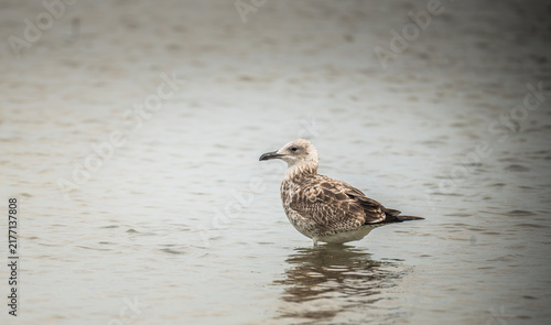 Foto Caspian gull