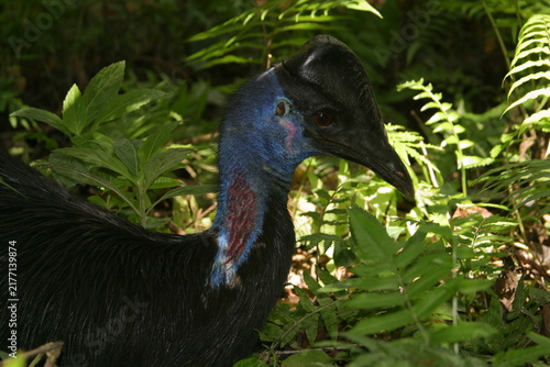 фотографія southern cassowary hidden in the jungle, portrait 363