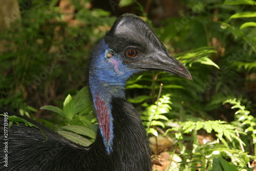 Obraz na plátně southern cassowary hidden in the jungle, portrait 366