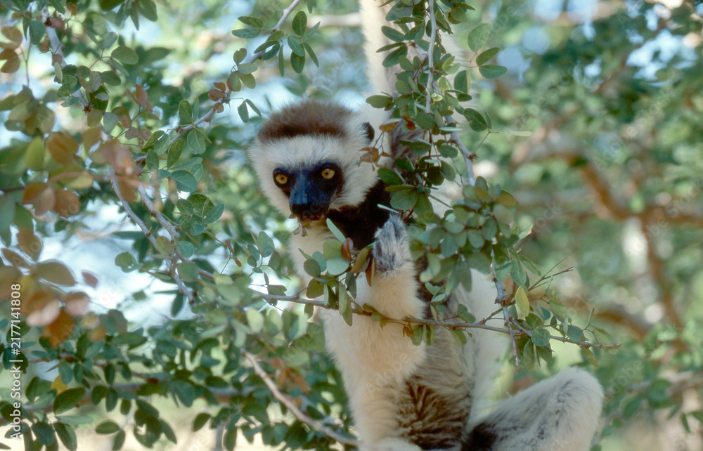 Fototapeta premium lemur sifaka, Propithecus verreaux, clings to tree trunk 185