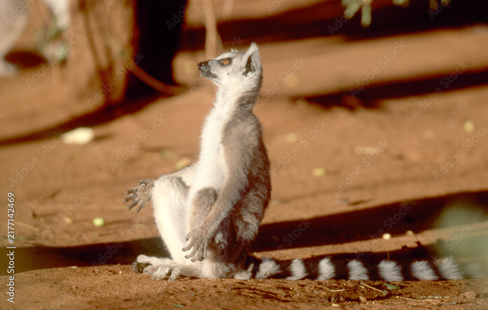 Fototapeta premium lemur catta early morning sun bath 216