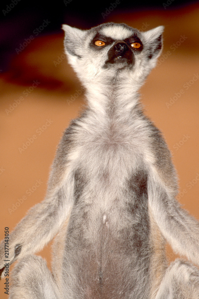 Obraz premium lemur catta early morning sun bath, close 224 
