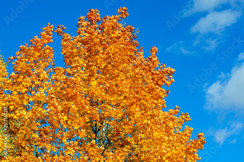 Golden autumn maple tree crown with bright yellow and orange foliage against blue sky with clouds. Colorful Norway maple leaves background with copy space.
