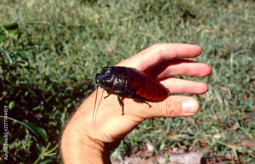 Obraz na płótnie huge Madagascar hissing cockroach, Gromphadorhina portentosa, on a human hand 18