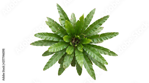 Birds nest fern top view isolated on transparent background